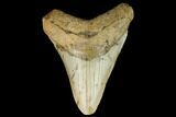 Bargain, Fossil Megalodon Tooth - North Carolina #124395-1